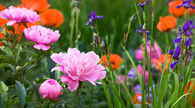 Fragrant flower garden