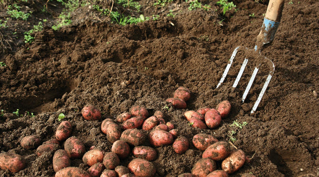 harvesting potatoes with a pitchfork