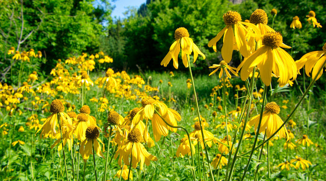 Prairie Coneflowers in meadow