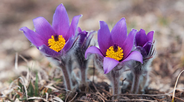 Purple pasque flowers with yellow centers and fuzzy stems blooming in sandy soil