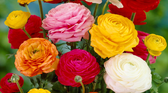 Ranunculus Tecolote Mix