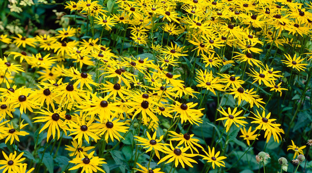 Cluster of black eyed susan