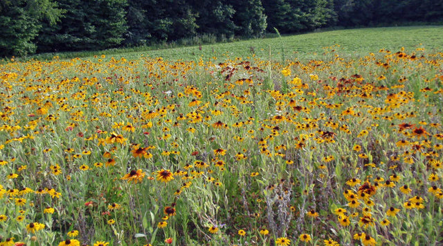 Meadow of wildflowers