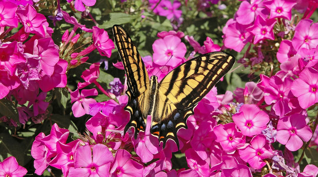 Swallowtail Butterfly and pink phlox flowers
