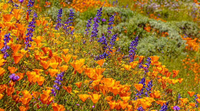 Tips for success planting wildflowers in dry soil