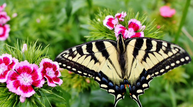 Swallowtail butterfly on dianthus