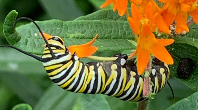 A Monarch caterpillar munches on the narrow leaf of an Asclepias tuberosa (Butterfly Weed) plant.