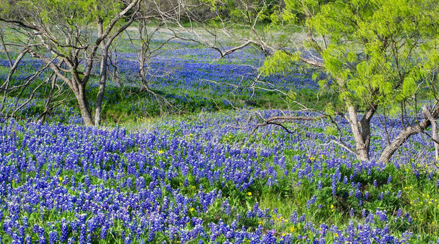 Meadow of Texas Bluebonnets