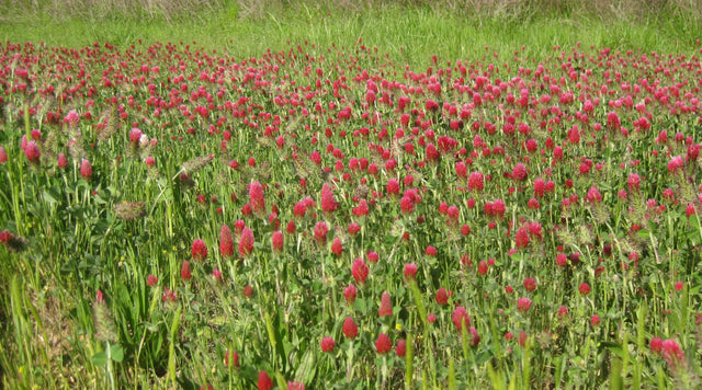 Trifolium