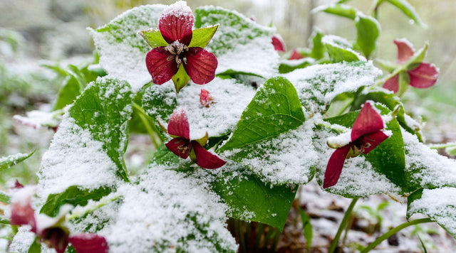 Red Trilliums covered in a dusting of snow