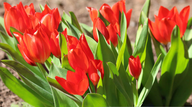 Red Emperor Tulip