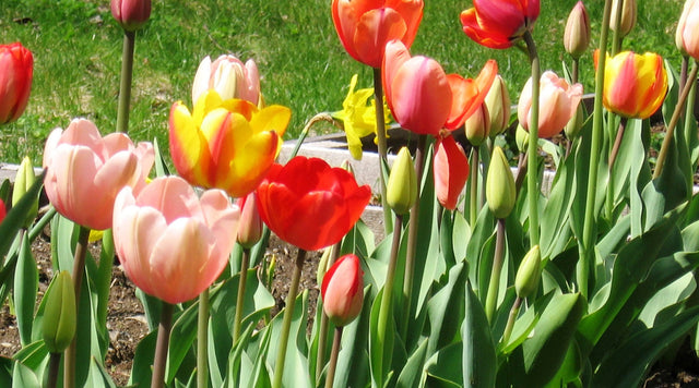 Darwin Tulips