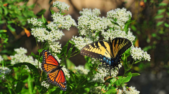 Monarch and swallowtail butterflies on milkweed plant