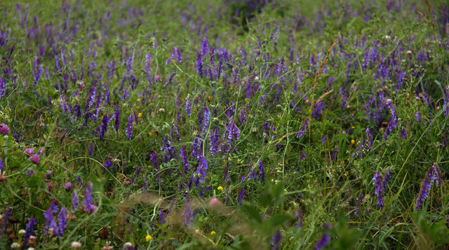 Hairy vetch and white clover