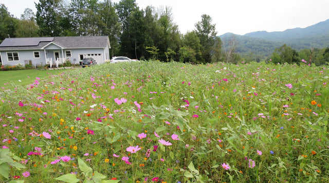 A blue house sits behind a beautiful wilfdlower meadow in bloom