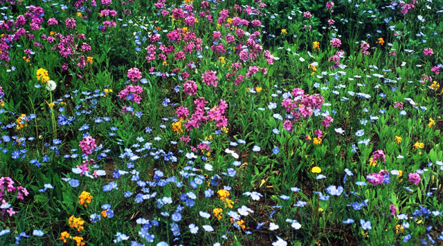 Wildflower mix in meadow