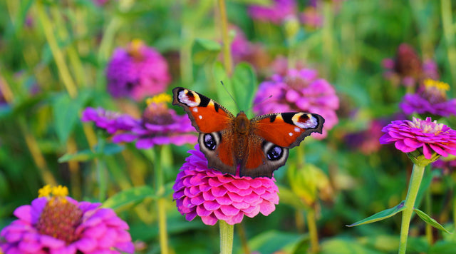 butterfly on a pink zinnia bloom