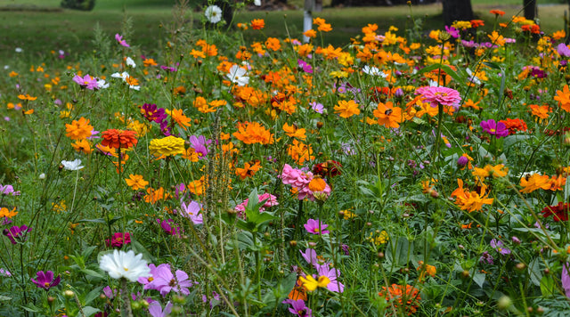 Zinnias and Cosmos blooming in a wildflower meadow