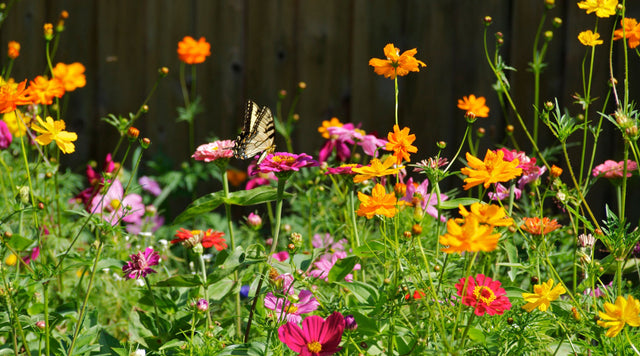 Butterfly flying among zinnias and cosmos