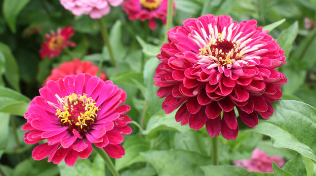 close up of pink zinnias