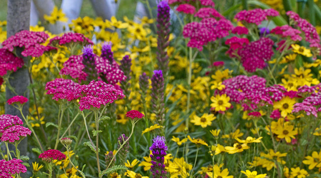 chillea millefolium yarrow new vintage rose garden