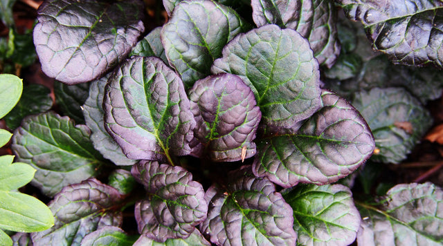 Ajuga foliage