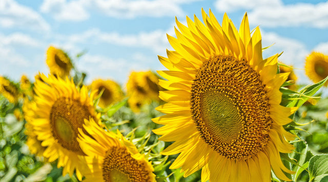 Sunflowers in field