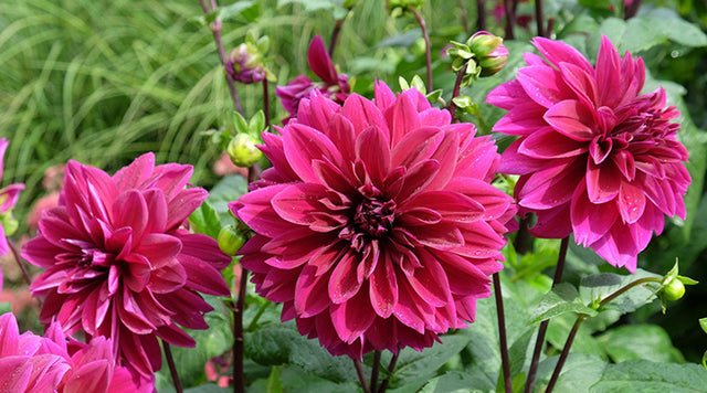Bright magenta Dahlia flowers in bloom