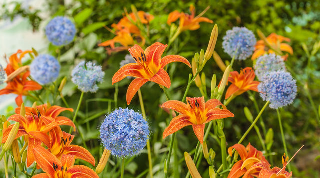 allium caesium with orange daylily garden
