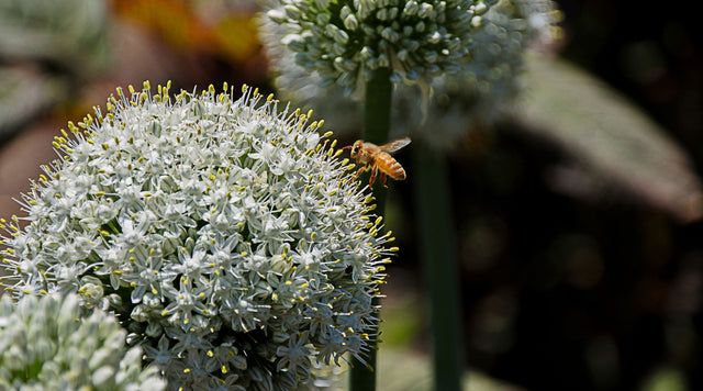 Allium Mount Everest bloom