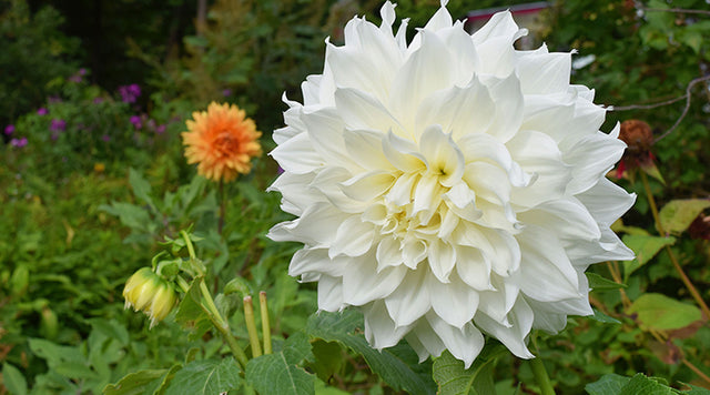 Growing Wedding Flowers, Dahlias