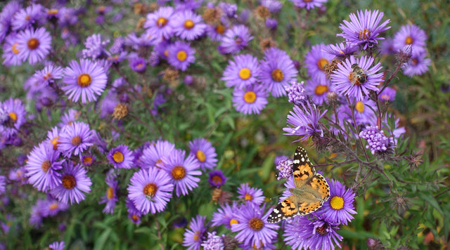 Butterfly on aster bloom