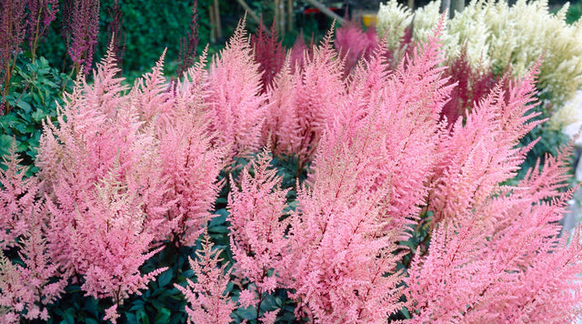 All About Astilbe
