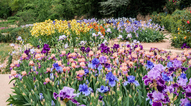 American meadows bearded iris planting guide