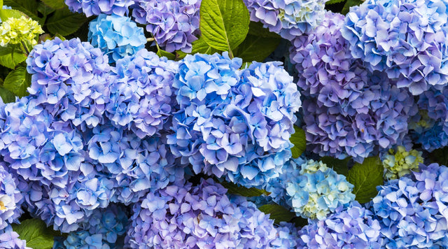 Blue hydrangea blooms