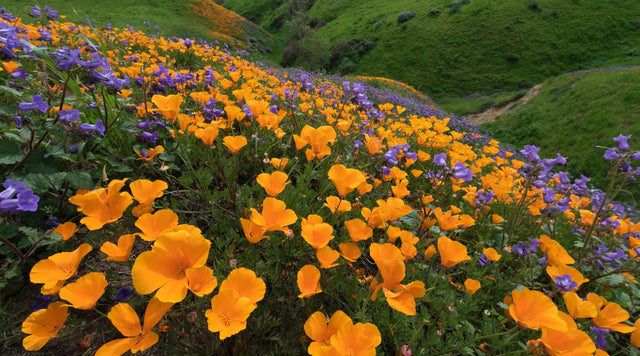 California poppies in a meadow