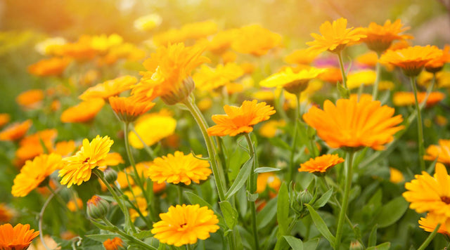 Meadow of calendula flowers