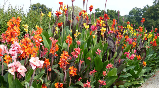 Cannas lining gravel path