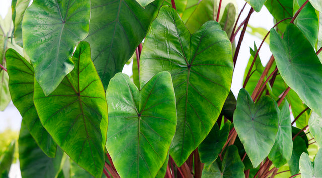 Colocasia elephant ears