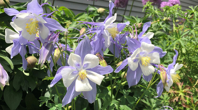 Songbird Bluebird Columbine in garden