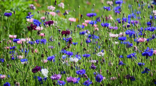 Cornflower among other wildflowers in meadow