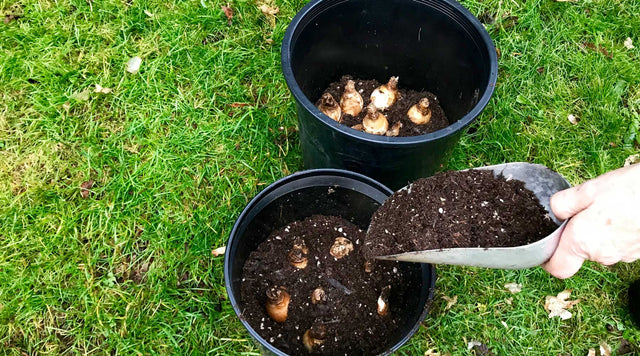 Fall bulbs planted lasagna style in containers