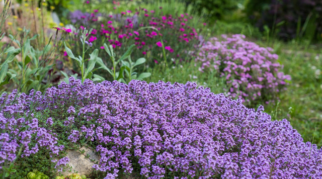 creeping thyme in garden bed