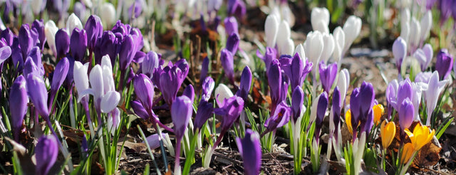 How to Plant a Bulb Lawn: The Best Bulbs for Naturalizing in Grass
