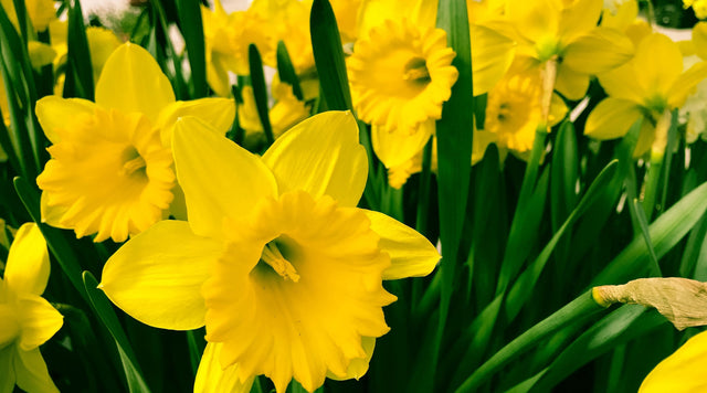 Dutchmaster narcissus