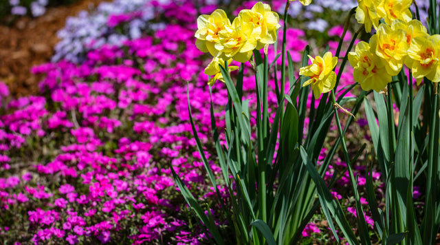 Phlox and Daffodils