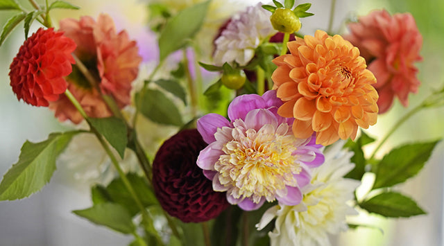 Dahlia Forms - Anemone - Ball - Decorative - Pompon