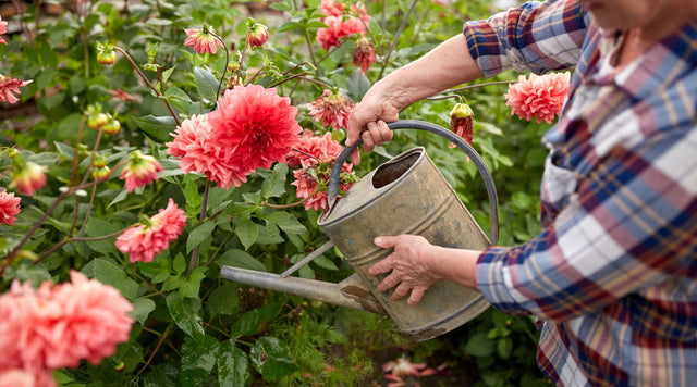 A woman is watering Dahlias with a watering can