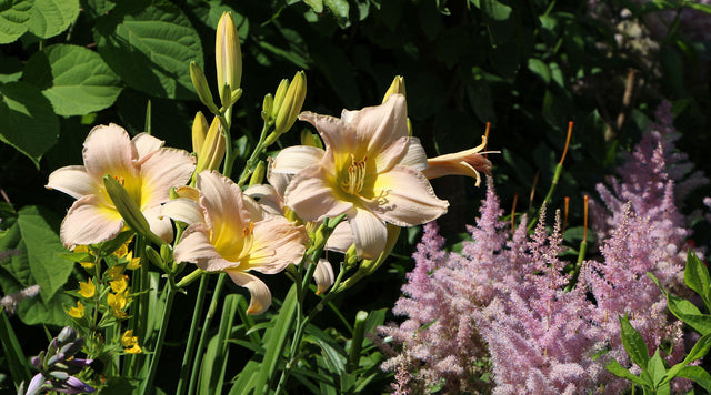 Pale peach daylily flowers and soft fuzzy lavender-pink astilbe flowers