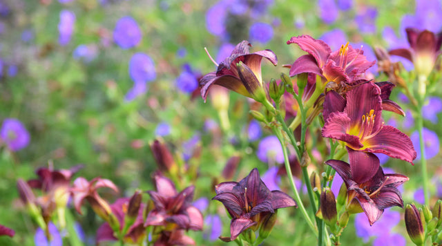 daylilies